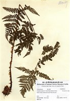 藏品(闊葉鱗毛蕨)的圖片